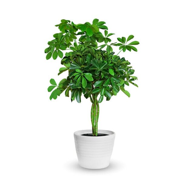 Schefflera Plant