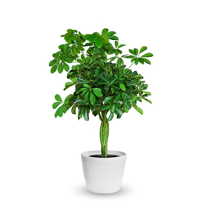 Schefflera Plant