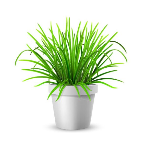 Grass In Flowerpot