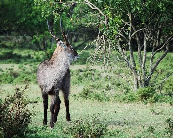 Jungle Safari In Africa