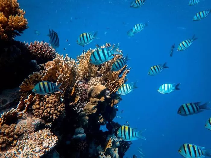 Water Falls In The Forest