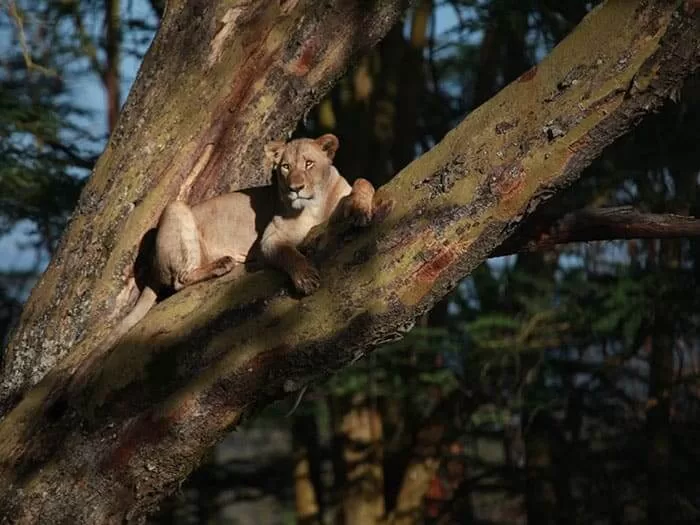 Tourists Riding A Boat