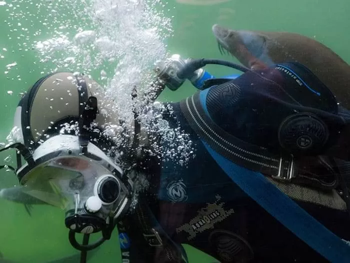 Resting On Tree In Woodland