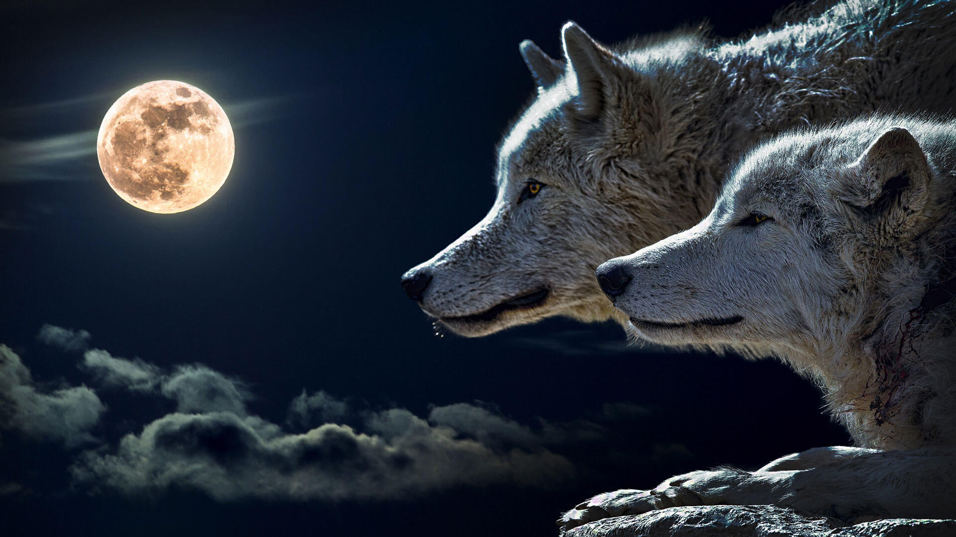 Lets Protect Wildlife Nature Together