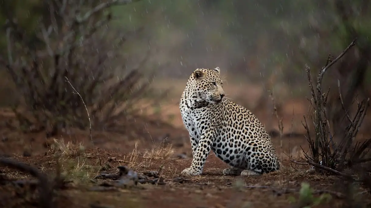Discover Wildlife The Beauty Of Nature