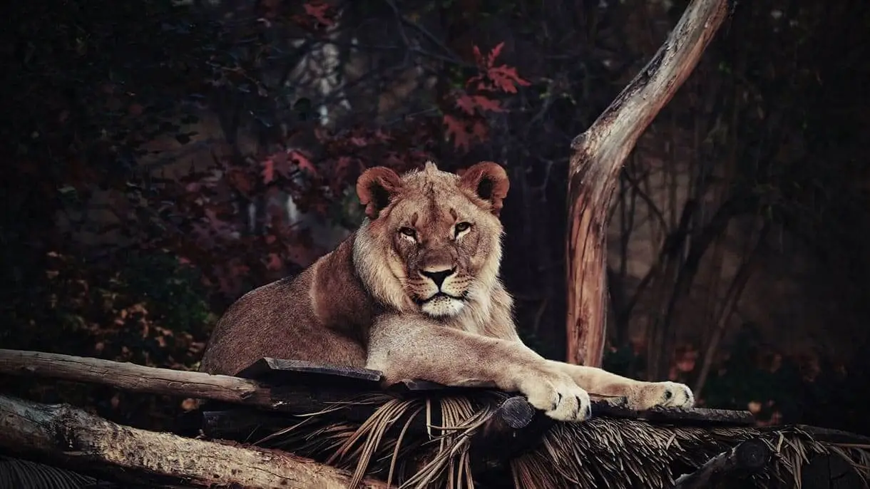 Save Rare Species For Forest